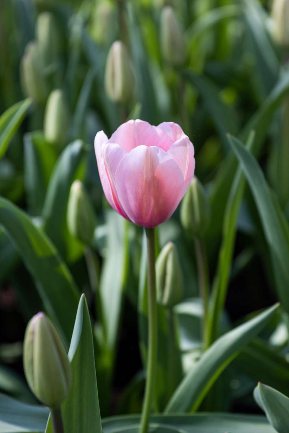 Tulipan 'Salmon Impression'